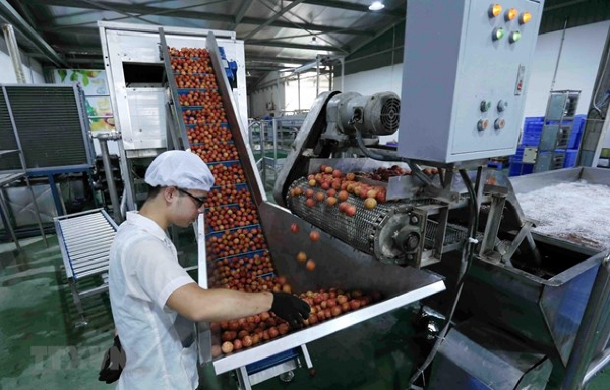 Vietnam’s fruit and vegetable exports skyrocket in first four months of 2021 Vietnam’s fruit and vegetable exports skyrocket in first four months of 2021