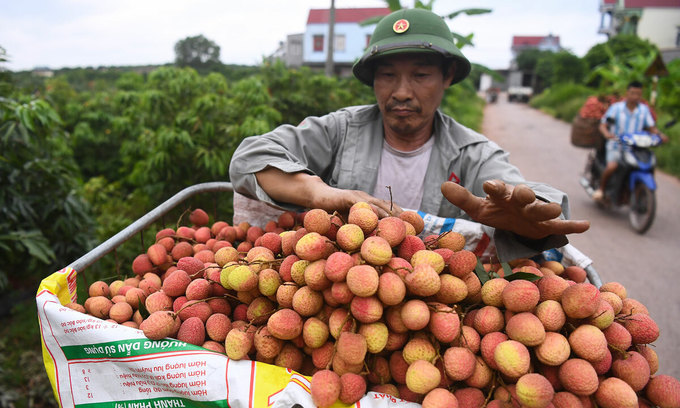 Government permits Chinese traders to enter Vietnam to buy lychees