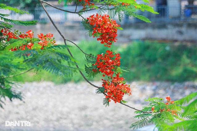 In Photos: Hanoi streets tinted in red of flamboyant flowers In Photos: Hanoi streets tinted in red of flamboyant flowers