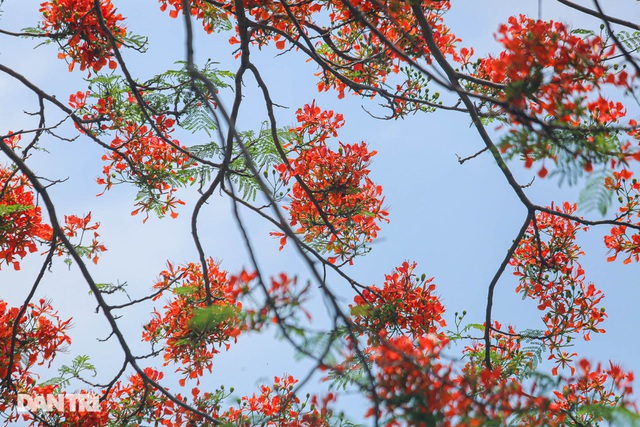 In Photos: Hanoi streets tinted in red of flamboyant flowers In Photos: Hanoi streets tinted in red of flamboyant flowers