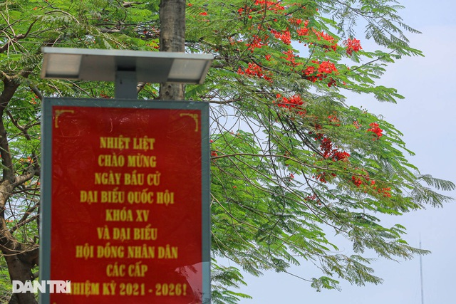 In Photos: Hanoi streets tinted in red of flamboyant flowers In Photos: Hanoi streets tinted in red of flamboyant flowers