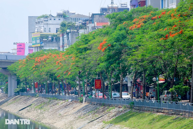 In Photos: Hanoi streets tinted in red of flamboyant flowers In Photos: Hanoi streets tinted in red of flamboyant flowers