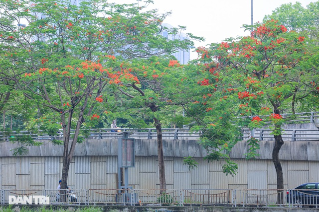 In Photos: Hanoi streets tinted in red of flamboyant flowers In Photos: Hanoi streets tinted in red of flamboyant flowers