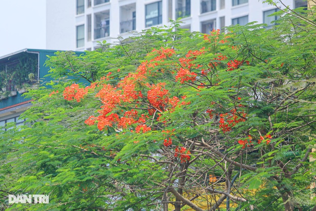 In Photos: Hanoi streets tinted in red of flamboyant flowers In Photos: Hanoi streets tinted in red of flamboyant flowers
