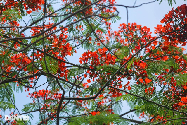 In Photos: Hanoi streets tinted in red of flamboyant flowers In Photos: Hanoi streets tinted in red of flamboyant flowers