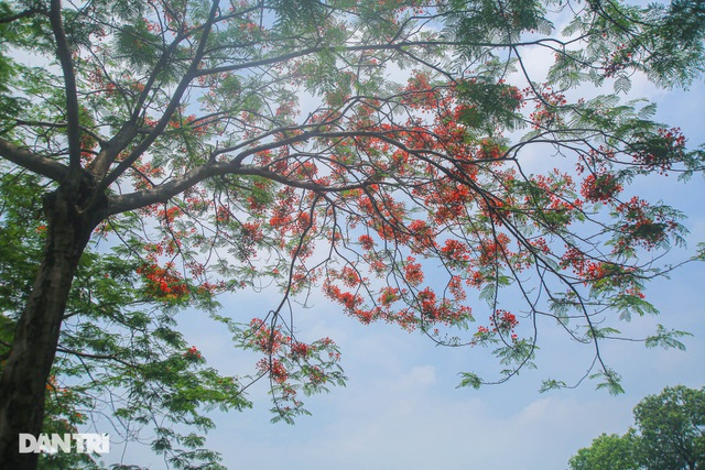 In Photos: Hanoi streets tinted in red of flamboyant flowers In Photos: Hanoi streets tinted in red of flamboyant flowers
