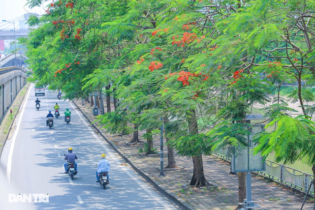 In Photos: Hanoi streets tinted in red of flamboyant flowers In Photos: Hanoi streets tinted in red of flamboyant flowers
