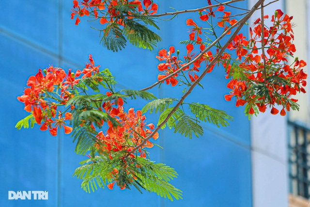 In Photos: Hanoi streets tinted in red of flamboyant flowers In Photos: Hanoi streets tinted in red of flamboyant flowers