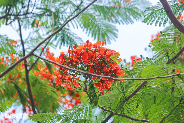 In Photos: Hanoi streets tinted in red of flamboyant flowers In Photos: Hanoi streets tinted in red of flamboyant flowers