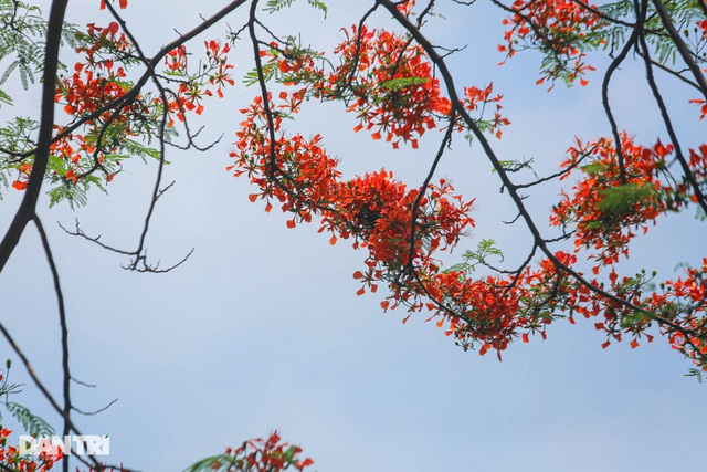 In Photos: Hanoi streets tinted in red of flamboyant flowers In Photos: Hanoi streets tinted in red of flamboyant flowers