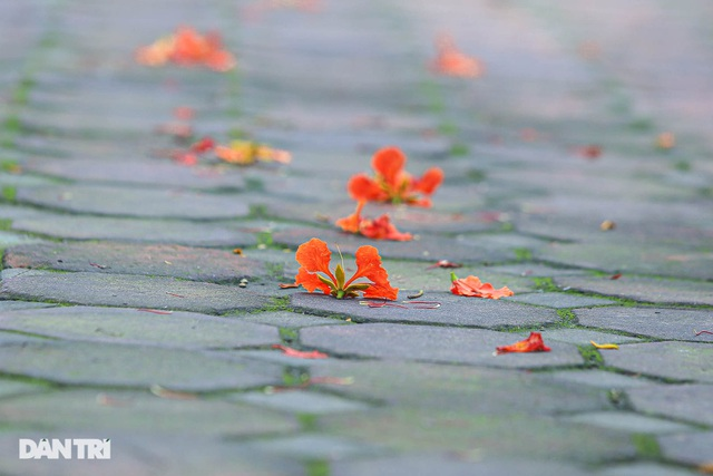 In Photos: Hanoi streets tinted in red of flamboyant flowers In Photos: Hanoi streets tinted in red of flamboyant flowers