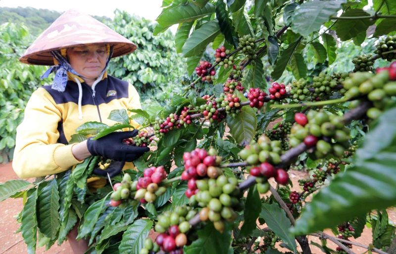 Japanese beverage firm supports Vietnam’s coffee growers Japanese beverage firm supports Vietnam’s coffee growers