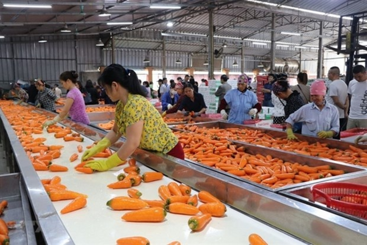 Poland market offers ample room for Vietnamese farm produce and food Poland market offers ample room for Vietnamese farm produce and food