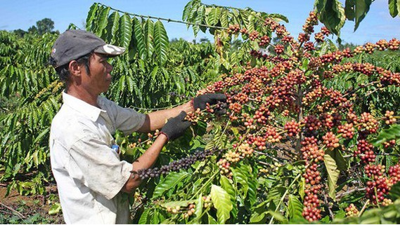 Poland market offers ample room for Vietnamese farm produce and food Poland market offers ample room for Vietnamese farm produce and food