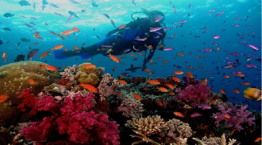 Scuba diving - 'must try' experience in Phu Quoc island scuba diving must try experience in phu quoc island