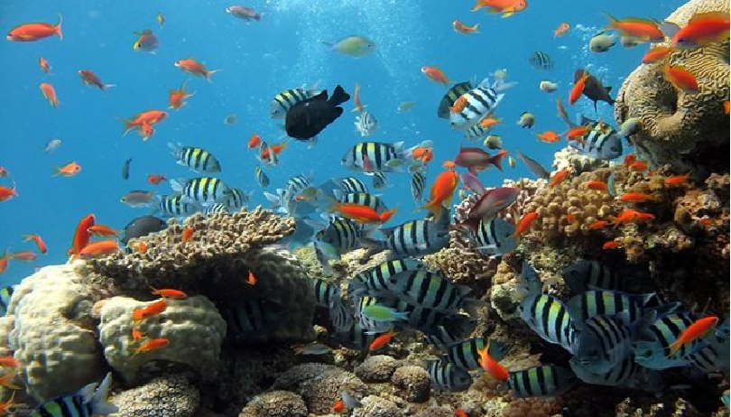 Scuba diving - 'must try' experience in Phu Quoc island scuba diving must try experience in phu quoc island