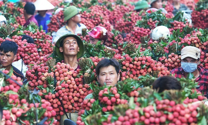 Vietnamese lychees hit Singapore shelves Vietnamese lychees hit Singapore shelves