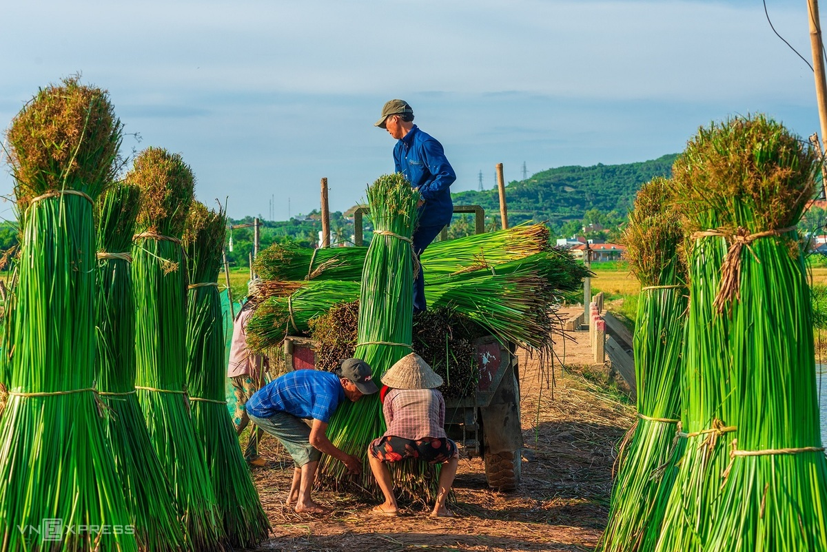Sedge harvest season in 100-year-old mat-weaving village Sedge grass harvest in a 100-year-old mat-weaving village