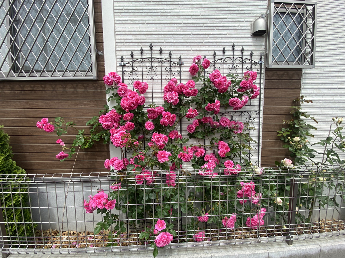 Gorgeous rose garden of Vietnamese doctor in Japan Gorgeous rose garden of Vietnamese doctor in Japan