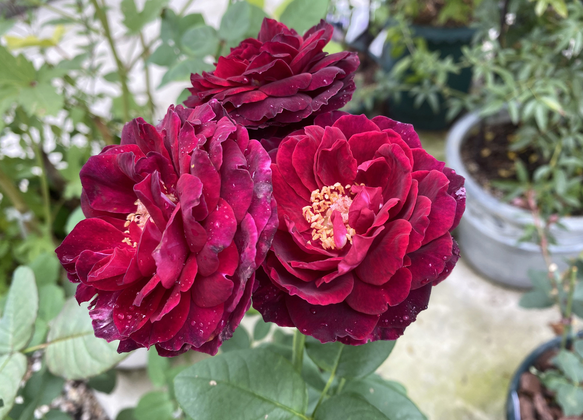 Gorgeous rose garden of Vietnamese doctor in Japan Gorgeous rose garden of Vietnamese doctor in Japan