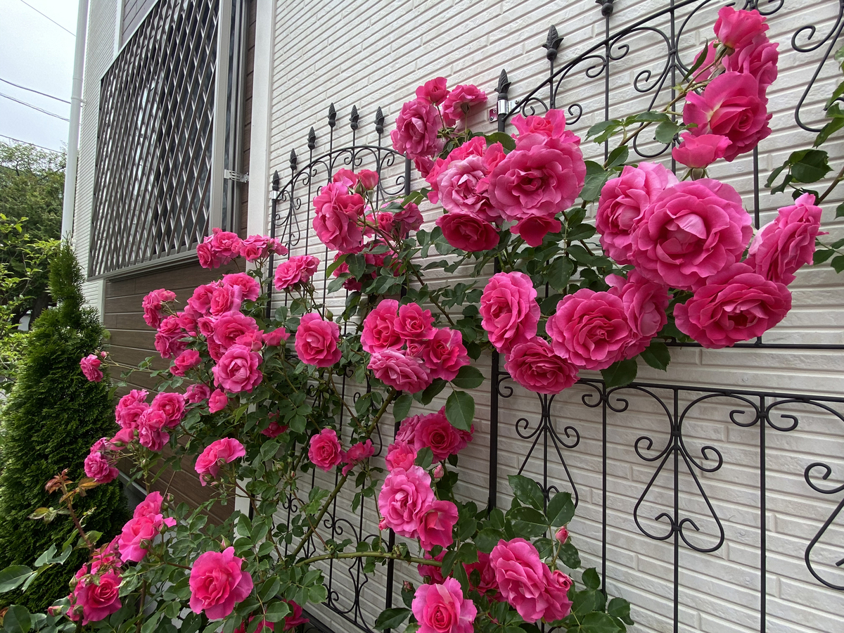 Gorgeous rose garden of Vietnamese doctor in Japan Gorgeous rose garden of Vietnamese doctor in Japan