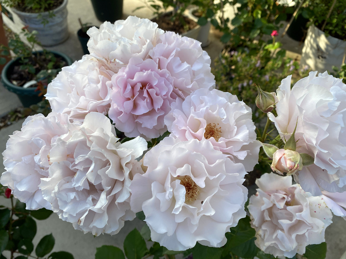 Gorgeous rose garden of Vietnamese doctor in Japan Gorgeous rose garden of Vietnamese doctor in Japan