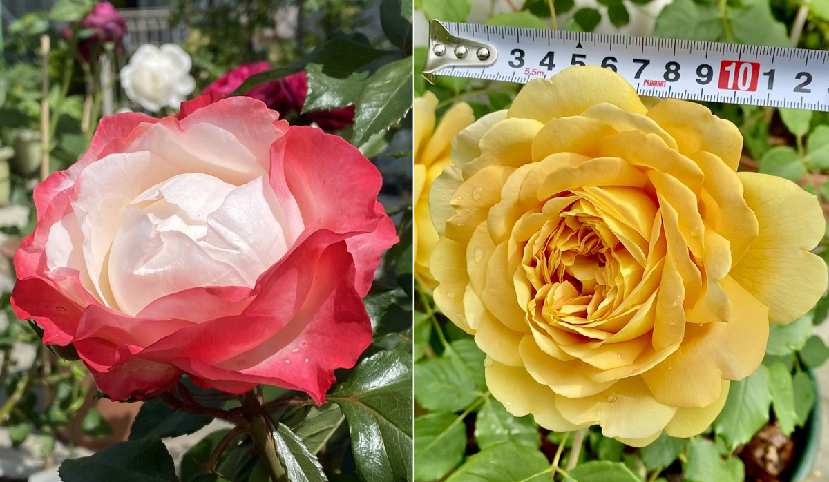 Gorgeous rose garden of Vietnamese doctor in Japan Gorgeous rose garden of Vietnamese doctor in Japan