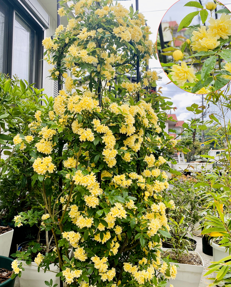 Gorgeous rose garden of Vietnamese doctor in Japan Gorgeous rose garden of Vietnamese doctor in Japan