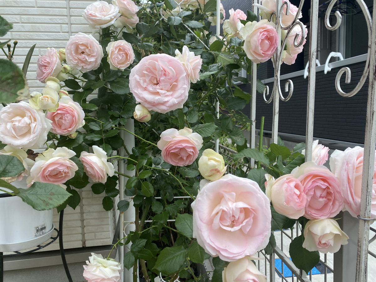 Gorgeous rose garden of Vietnamese doctor in Japan Gorgeous rose garden of Vietnamese doctor in Japan