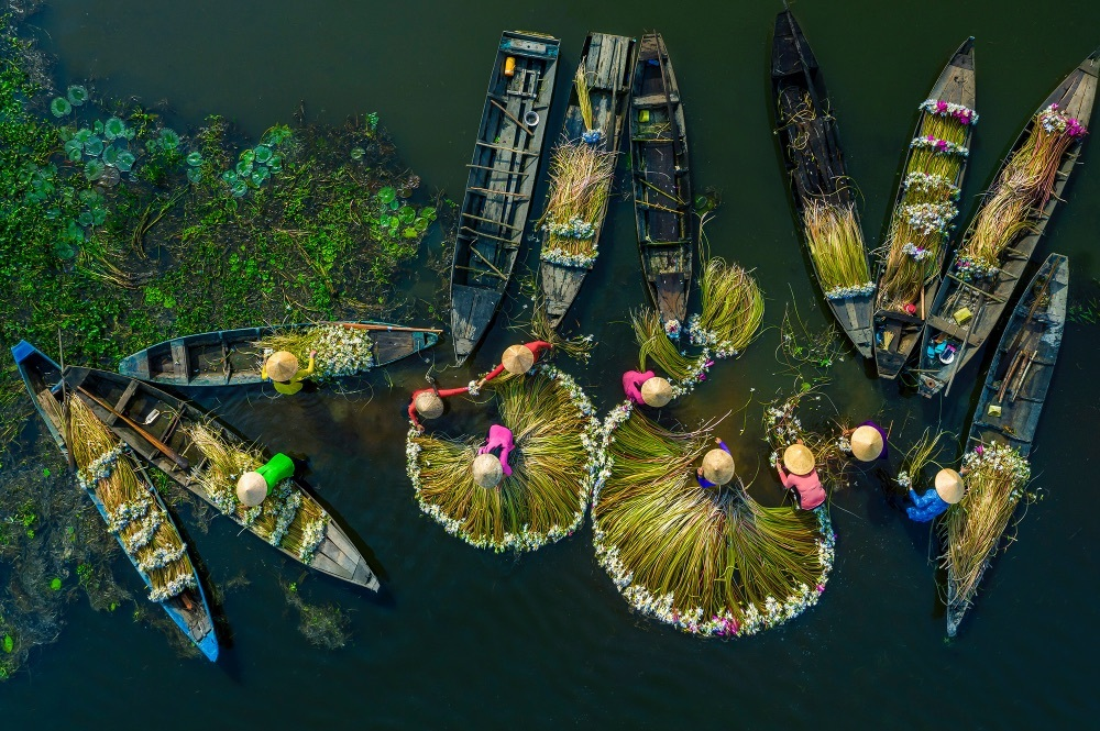 Water lily harvest shot by Vietnamese photographer wins international prize Water lily harvest shot by Vietnamese photographer wins international prize