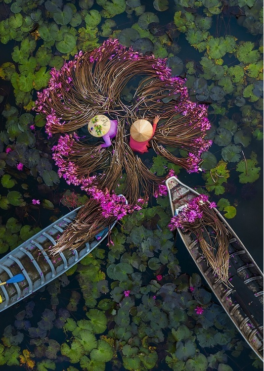Water lily harvest shot by Vietnamese photographer wins international prize Water lily harvest shot by Vietnamese photographer wins international prize