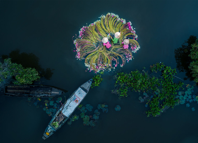 Water lily harvest shot by Vietnamese photographer wins international prize Water lily harvest shot by Vietnamese photographer wins international prize