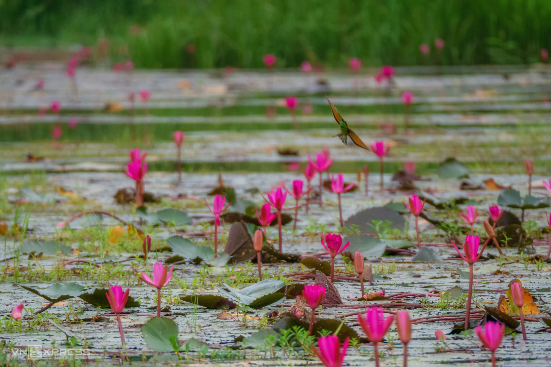 Water lily harvest shot by Vietnamese photographer wins international prize Water lily harvest shot by Vietnamese photographer wins international prize