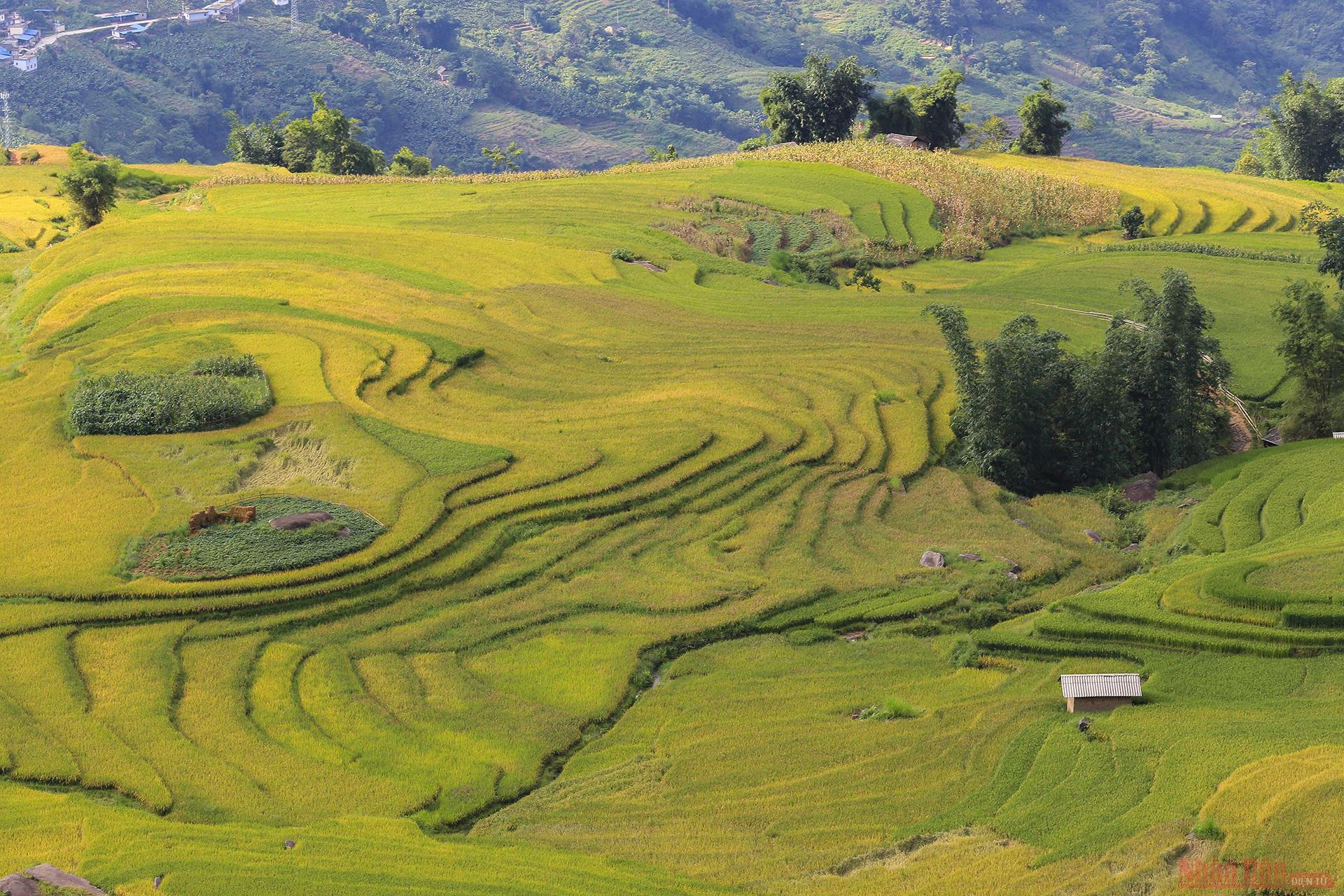 Magnificent Y Ty Plateau in ripening terraced fields Magnificent Y Ty Plateau in ripening terraced fields