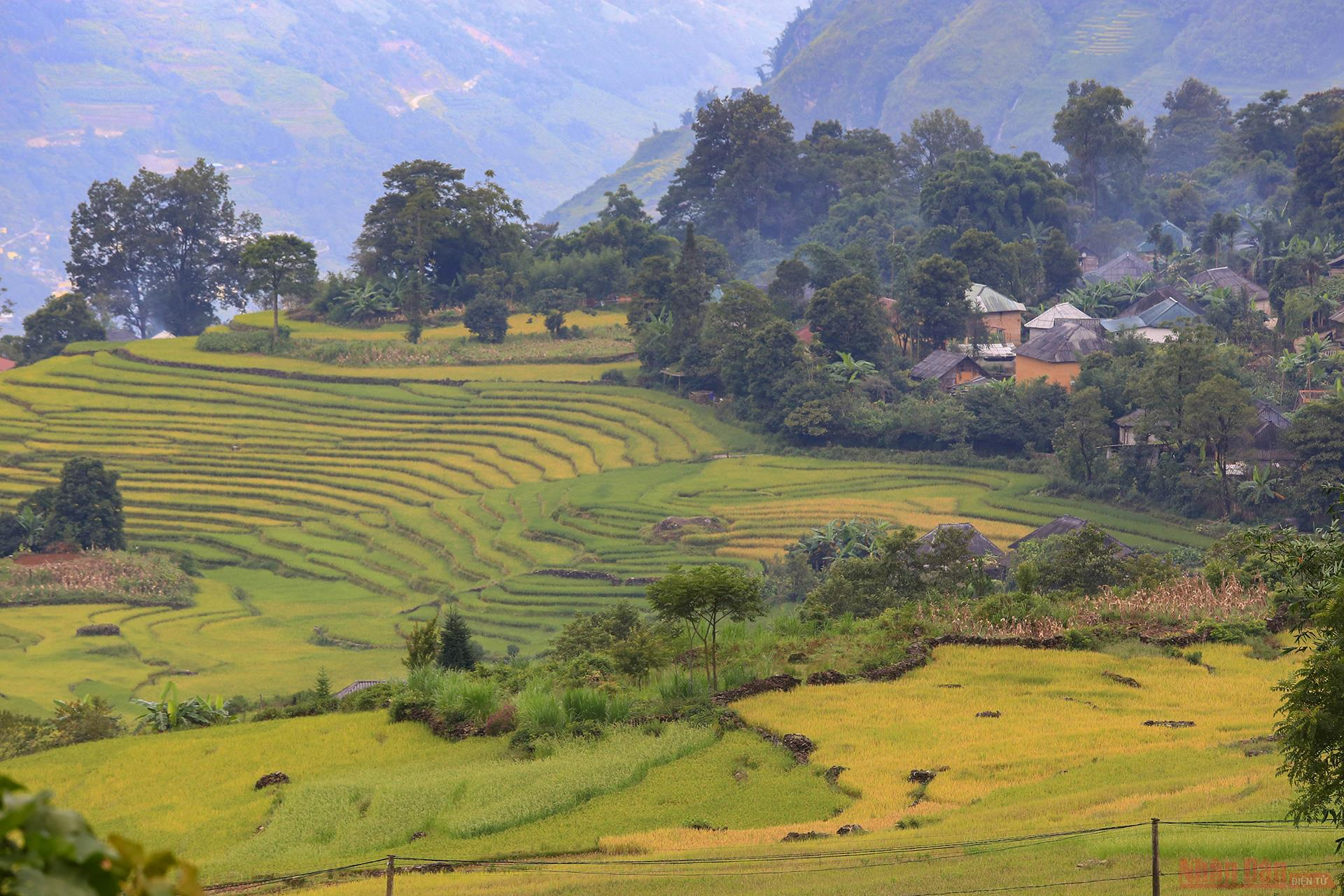 Magnificent Y Ty Plateau in ripening rice season 2718 204