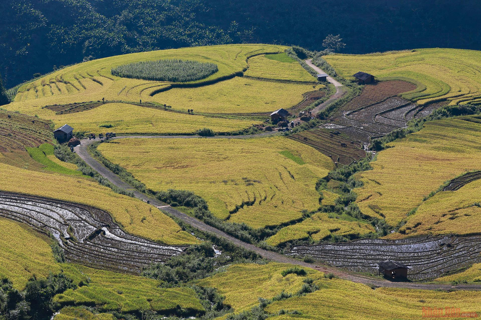 Magnificent Y Ty Plateau in ripening rice season 2730 205
