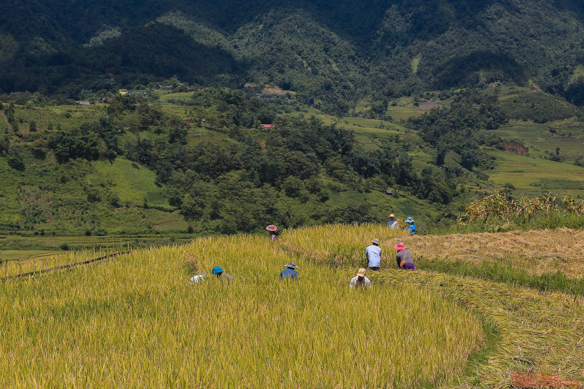 Magnificent Y Ty Plateau in ripening rice season 2936 206