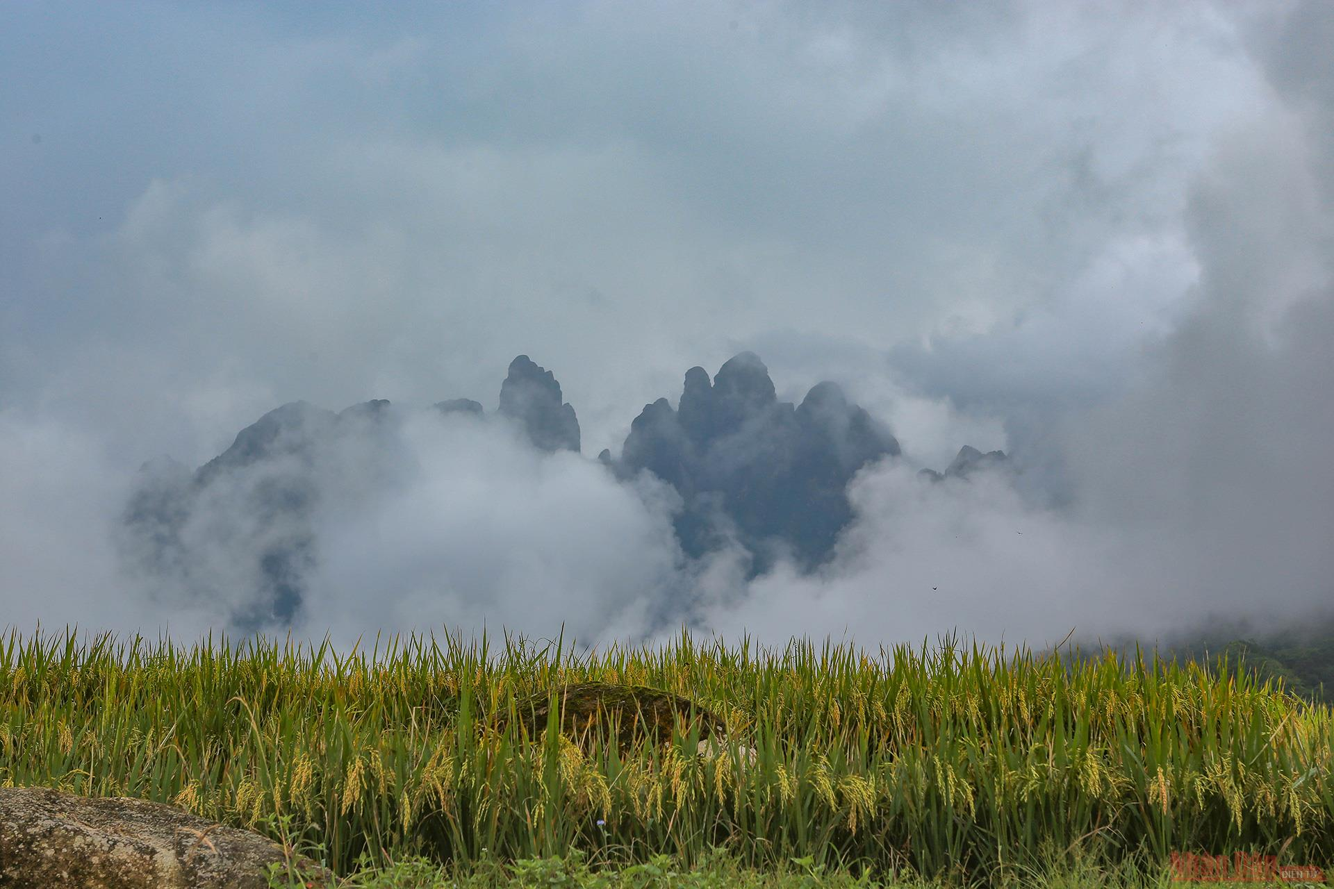 Magnificent Y Ty Plateau in ripening rice season 3043 208