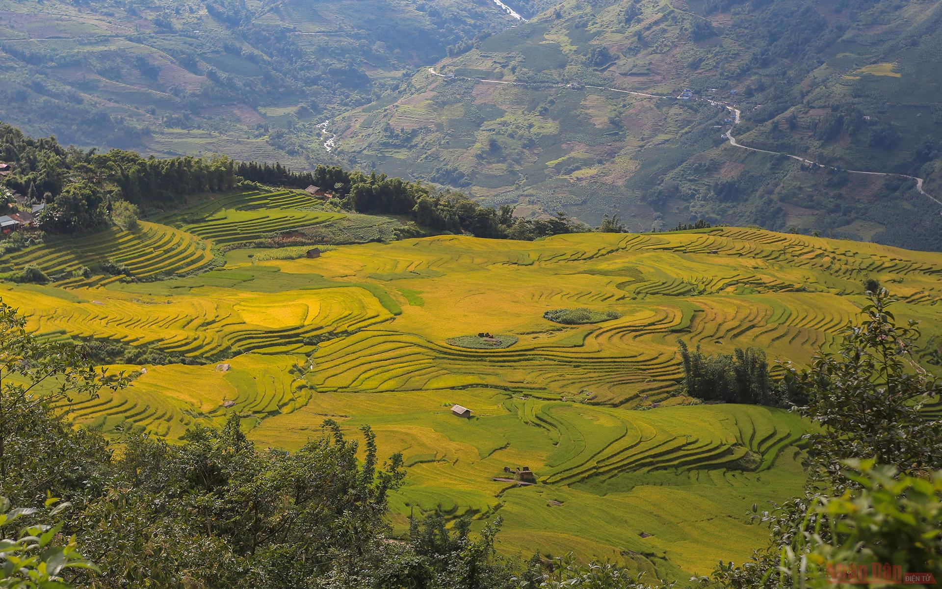 Magnificent Y Ty Plateau in ripening rice season 3220 210