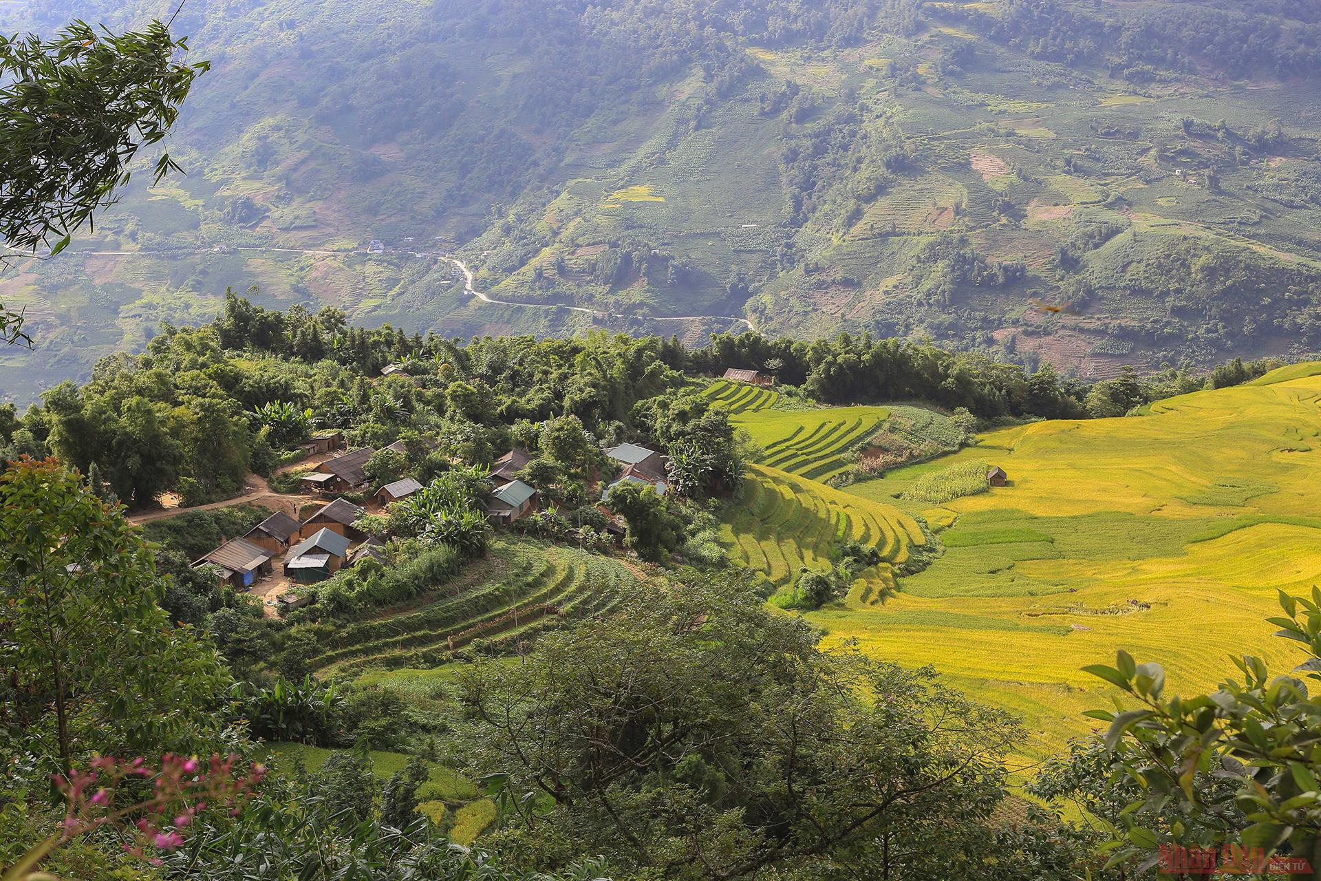 Magnificent Y Ty Plateau in ripening rice season 3302 211