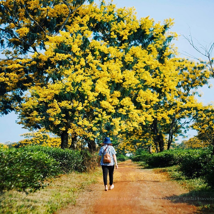golden glow of flowers throughout vietnam