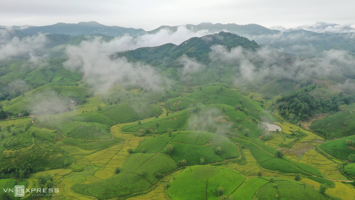 Long Coc, the most beautiful tea hill in Northern Vietnam Long Coc, the most beautiful tea hill in Vietnam's northern
