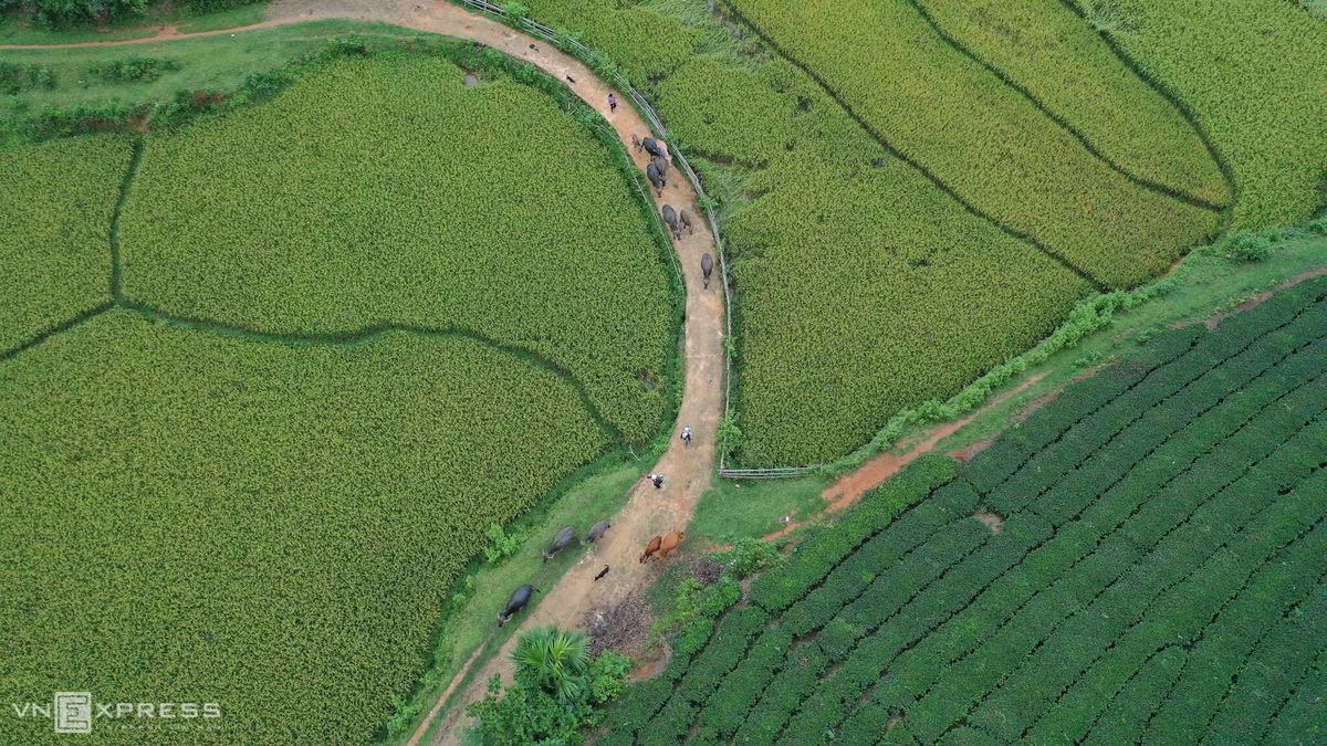 Long Coc, the most beautiful tea hill in Northern Vietnam Long Coc, the most beautiful tea hill in Vietnam's northern