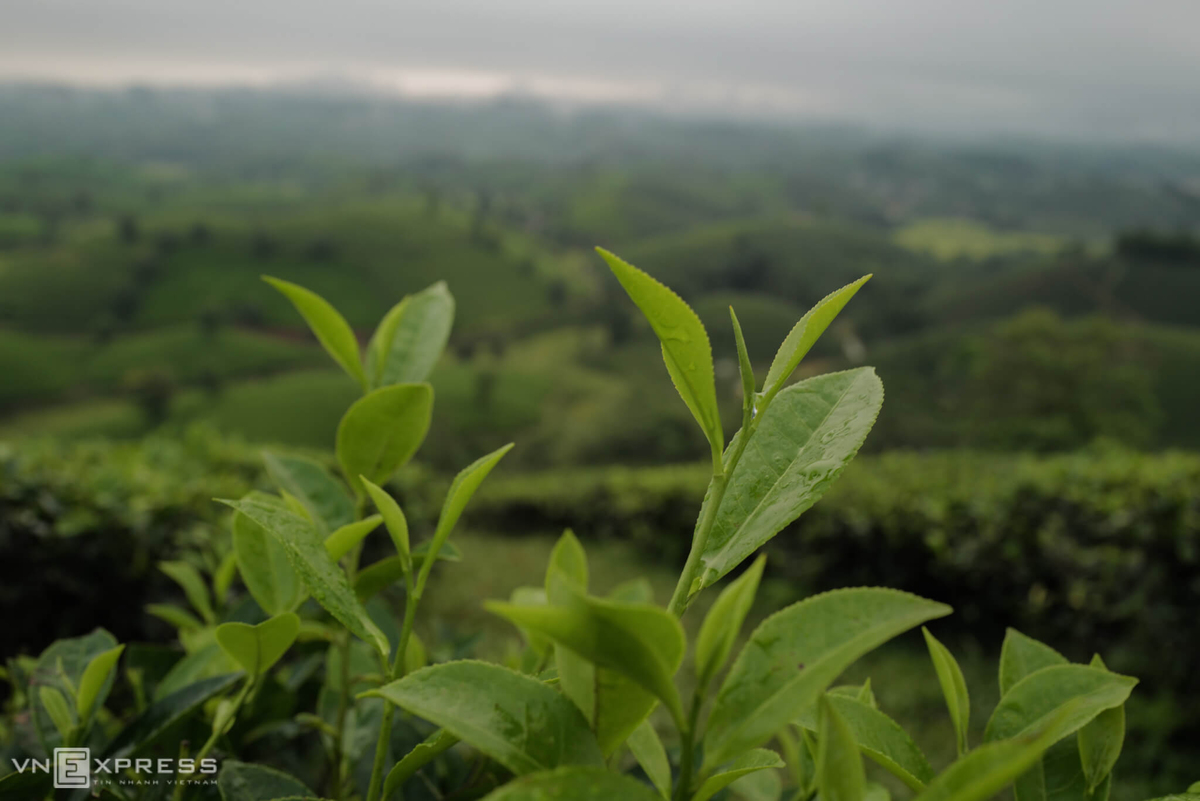 Long Coc, the most beautiful tea hill in Northern Vietnam Long Coc, the most beautiful tea hill in Vietnam's northern