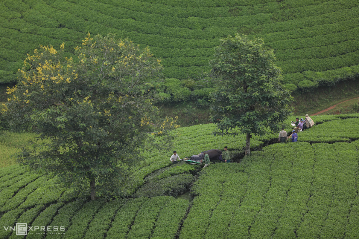 Long Coc, the most beautiful tea hill in Northern Vietnam Long Coc, the most beautiful tea hill in Vietnam's northern