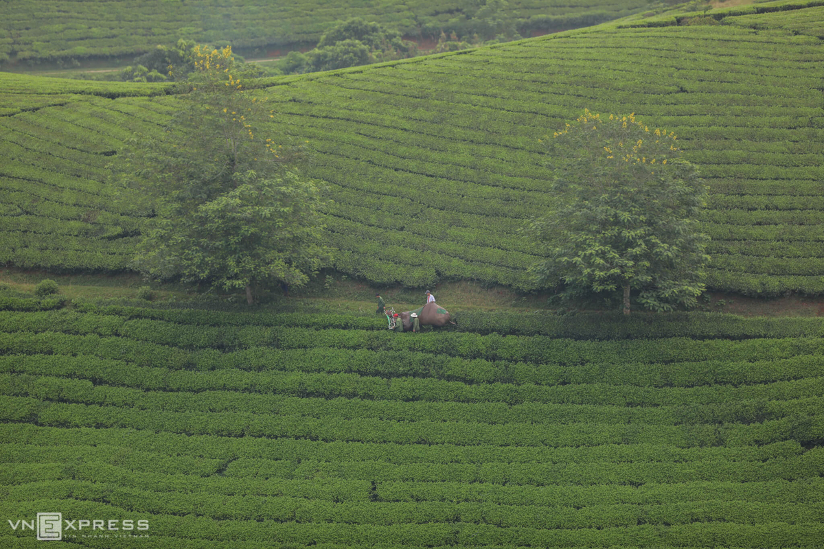 Long Coc, the most beautiful tea hill in Northern Vietnam Long Coc, the most beautiful tea hill in Vietnam's northern