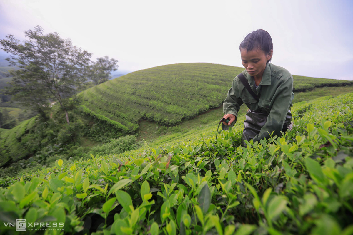 Long Coc, the most beautiful tea hill in Northern Vietnam Long Coc, the most beautiful tea hill in Vietnam's northern