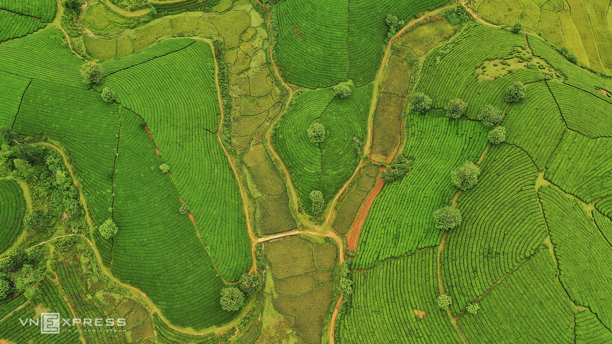 Long Coc, the most beautiful tea hill in Northern Vietnam Long Coc, the most beautiful tea hill in Vietnam's northern