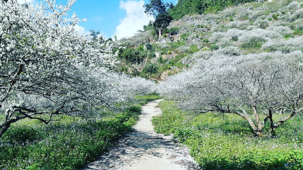 Four captivating valleys in Vietnam Four captivating valleys in Vietnam