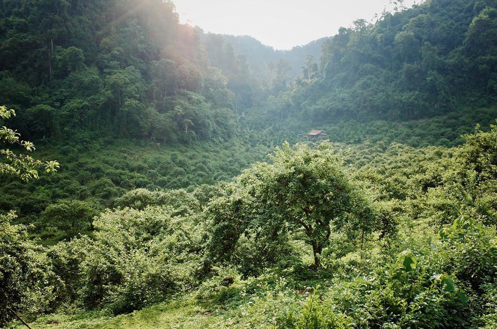 Four captivating valleys in Vietnam Four captivating valleys in Vietnam